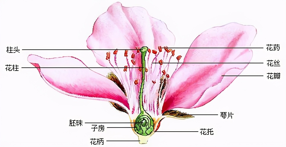最早的花,诞生在中国:它们将自己逼进死胡同却意外开启了新篇章_腾讯