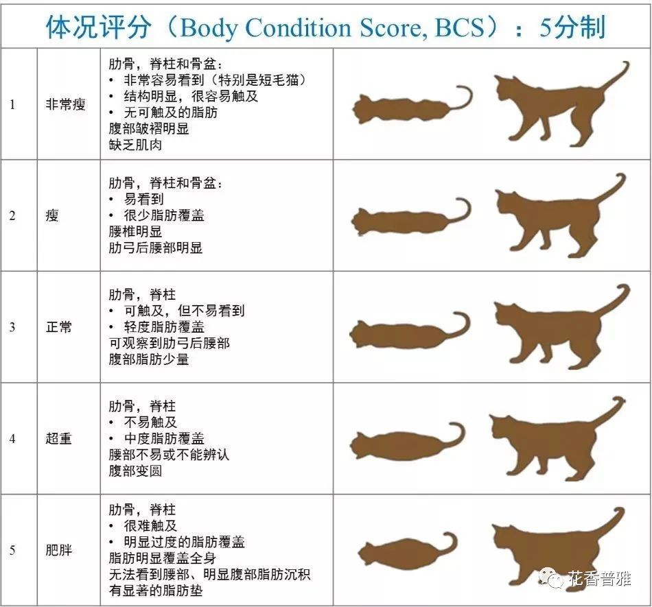 猫咪在各个阶段的喂养方法