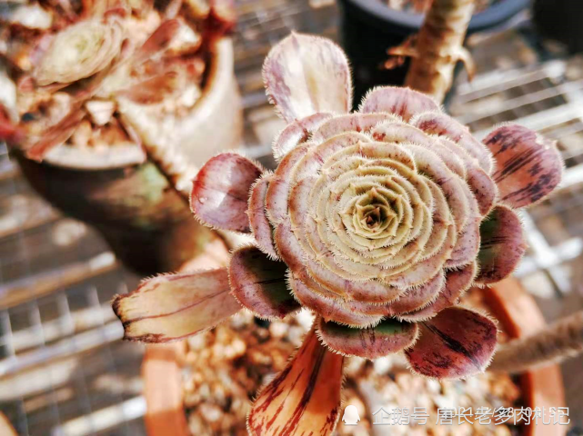 秋天到了,给多肉法师换盆已经提上日程,跟着我操作分分钟搞定