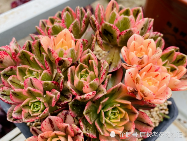 甜茶法师其次如果法师株型和花盆都不大的话,那脱盆就非常简单了,用