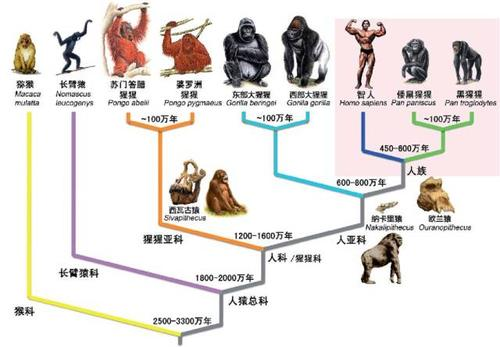人到底从哪来?第一个人是谁?