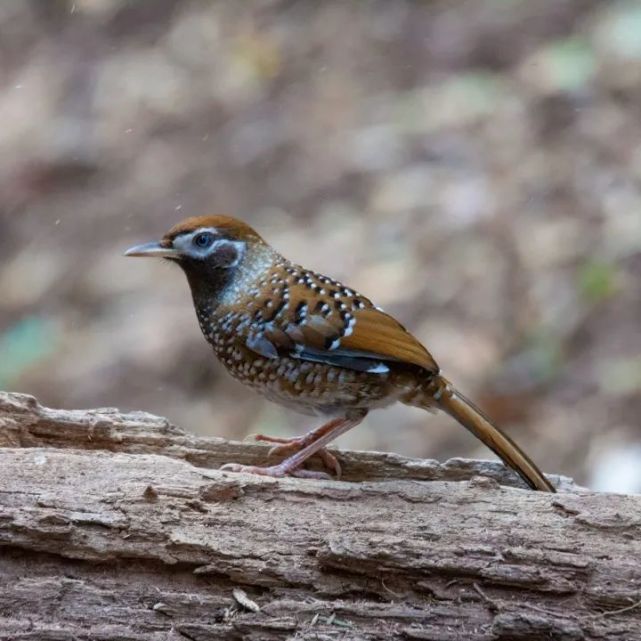 【生物多样性百科】滇西北神奇物种白点鹛