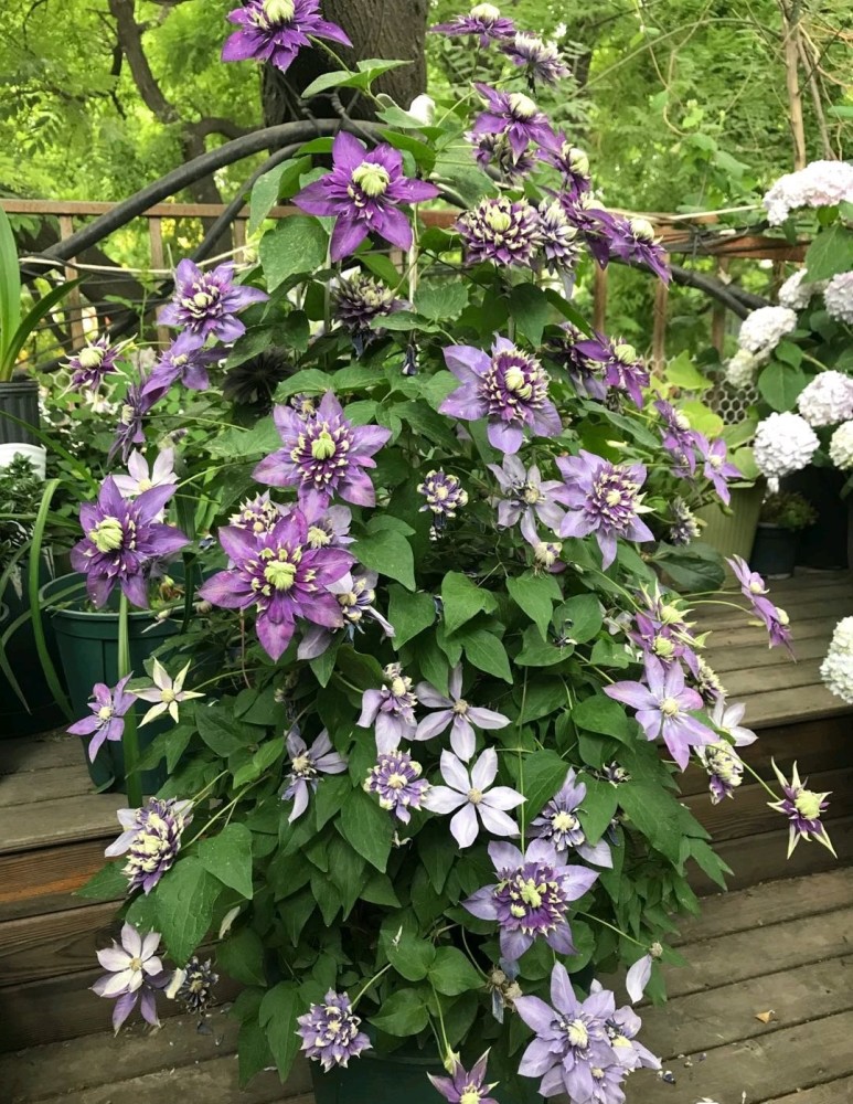 铁线莲种植(铁线莲种植间距)