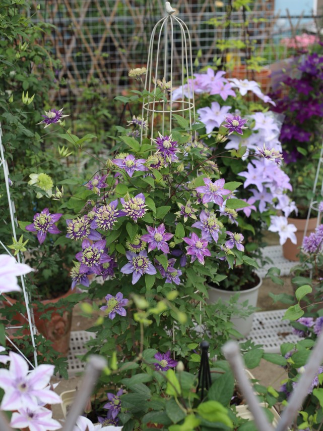 适合阳台养的铁线莲—花如牡丹,美丽梦幻,栽培容易,三季有花赏