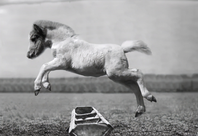 于谦晒小马跳槽图,郭德纲与相声皇后再难同台?