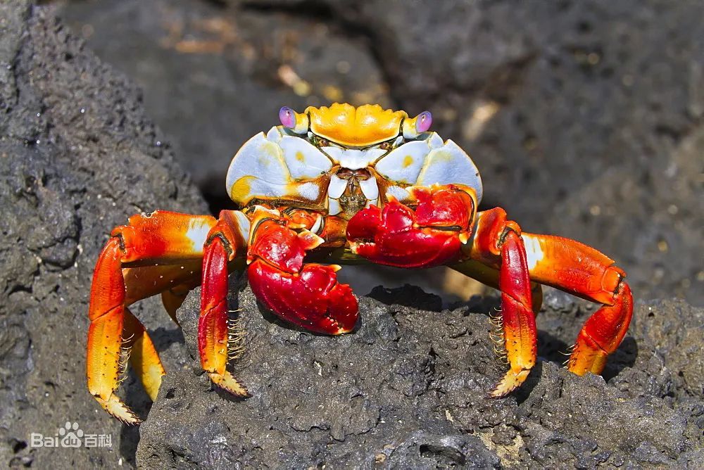 6-14岁必读的海洋知识|红石蟹:不会横着走的螃蟹_腾讯新闻