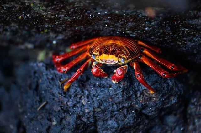 6-14岁必读的海洋知识|红石蟹:不会横着走的螃蟹