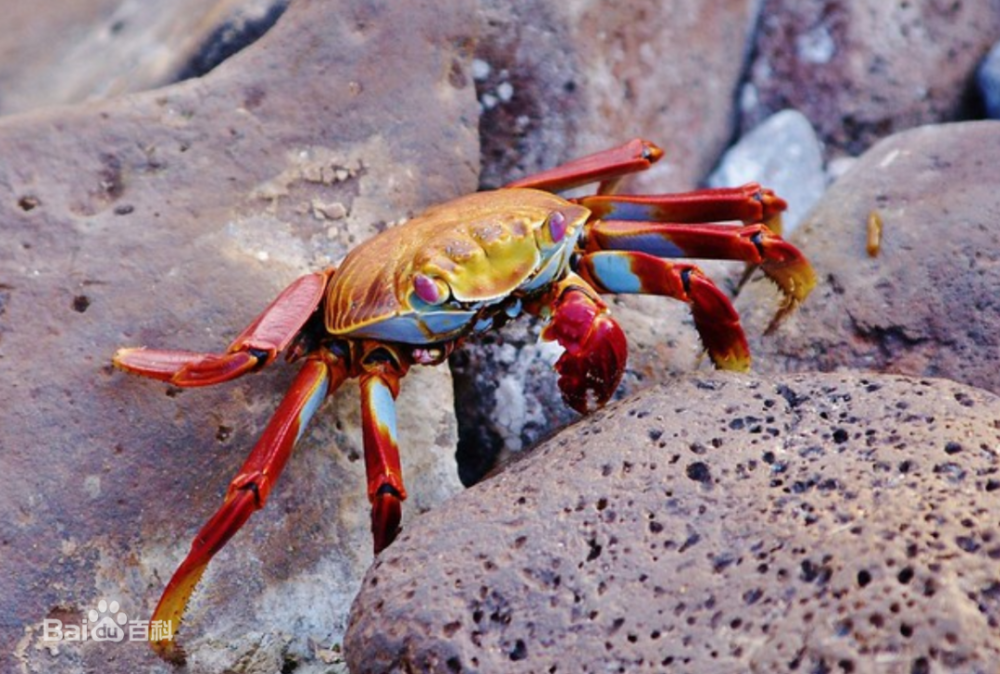 6-14岁必读的海洋知识|红石蟹:不会横着走的螃蟹_腾讯新闻