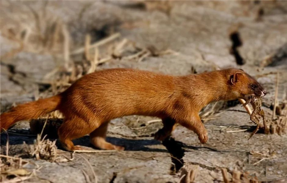 3年猎杀12万只黄鼠狼江苏非法狩猎团伙被捣毁要求获赔960万