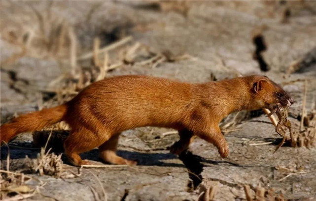 2万只黄鼠狼!江苏非法狩猎团伙被捣毁,要求获赔960万