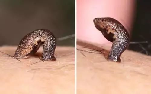 云南虫谷热播网友直呼可怕不该怕的是虫子