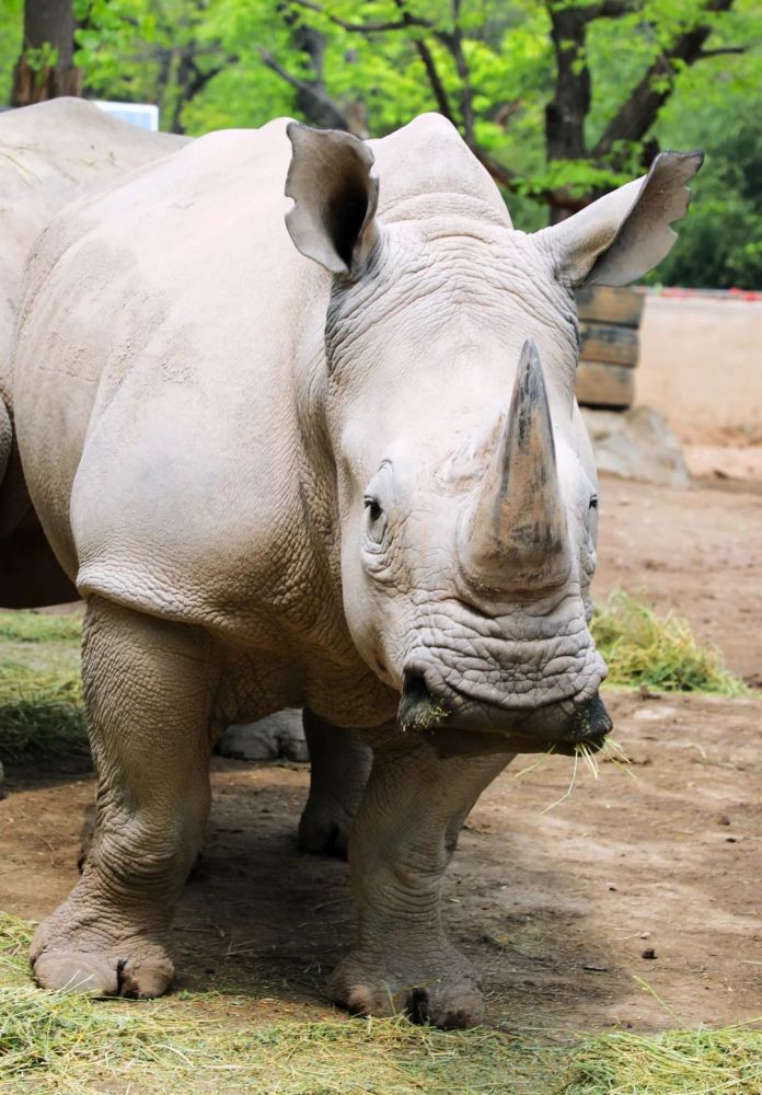 雲端動物園 | 