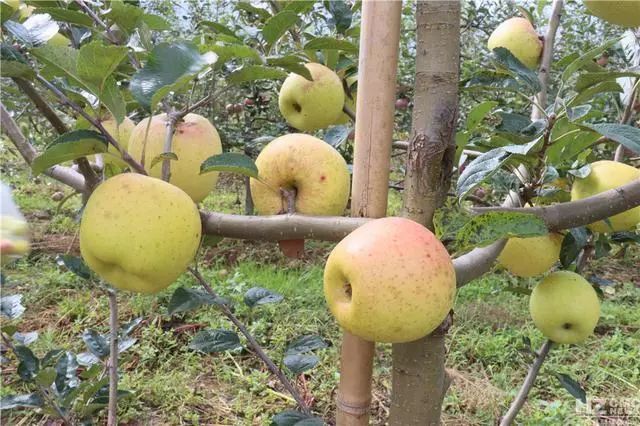 会泽县水果站成功培育12个苹果新品种!