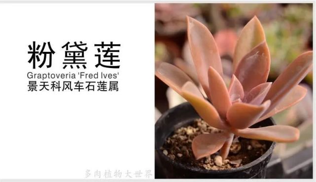 科属:景天科 风车石莲属拉丁学名:graptoveria'fred lves'别名:太妃