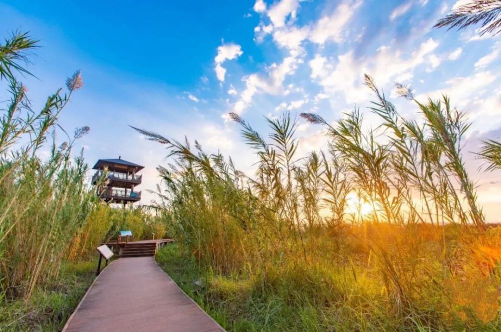 风吹草浪等你来逛初秋快来台州玉环漩门湾湿地赏草吧