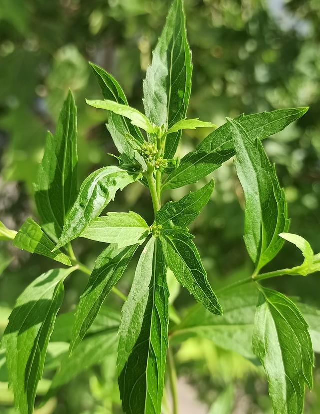 如何种植佩兰并制作佩兰茶