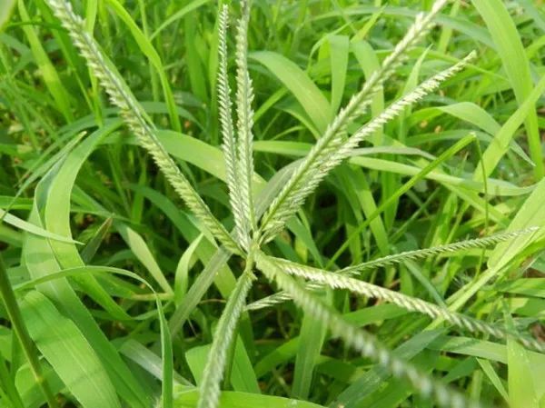 狗尾巴草,牛筋草,車前草也有大用處