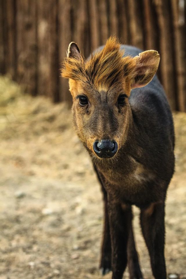 99的人都不知道九龙峰发生着什么