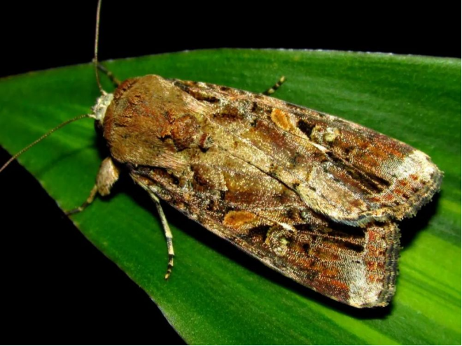 相当可怕的飞蛾,河北23地已经出现,为何它让专家如此担忧?