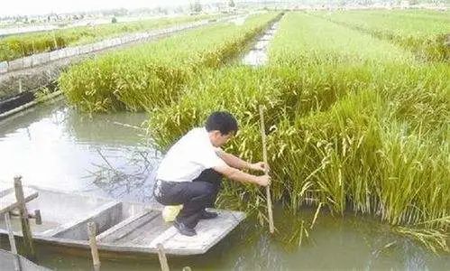 小龙虾养殖塘口怎样种植水草