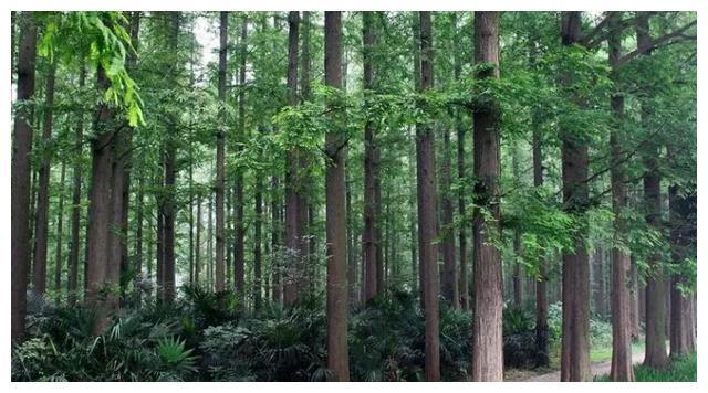 人均gdp最高的县_福建人均GDP最高的城市,房价逼近上海,村子里面都建大学