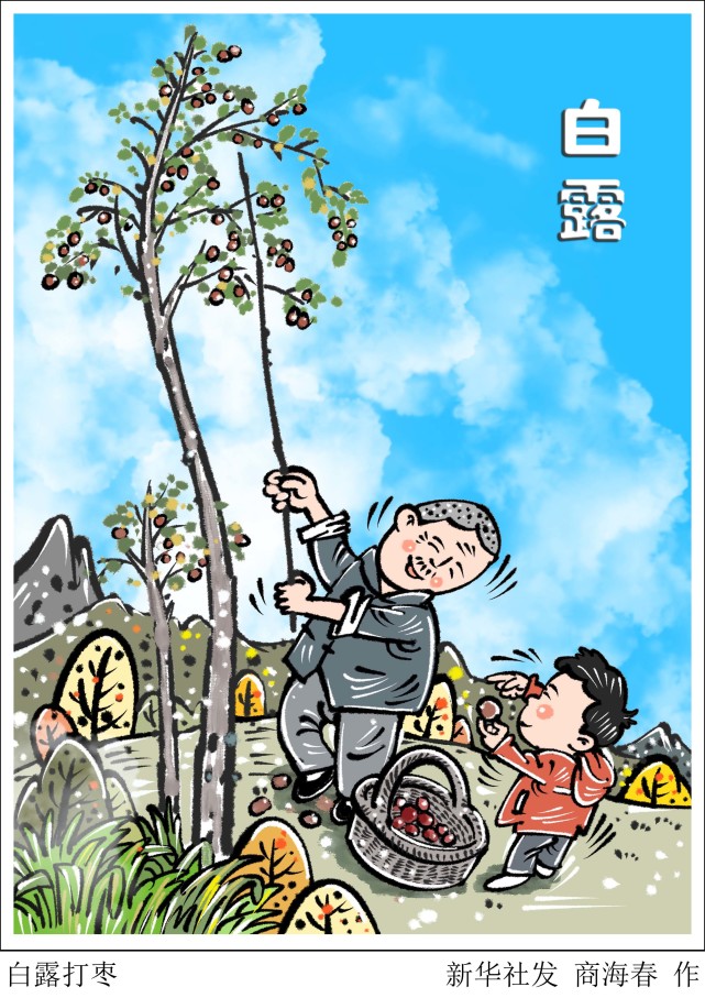 图表漫画二十四节气白露白露打枣