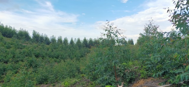 農村一千多畝集體山林地,租金五百萬租期五十年,族長分給每戶才一千元