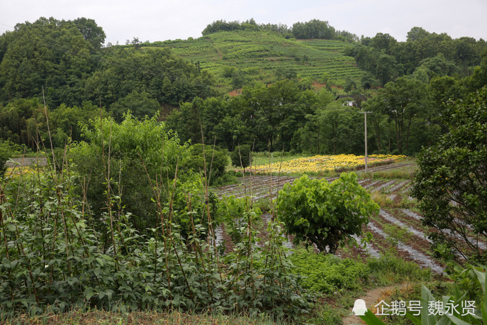 陕西秦岭山村：家家种花，人居环境好做蔬菜沙拉的步骤