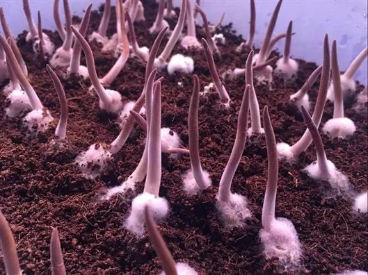 人工培育冬虫夏草安全性与抗缺氧药效活性获揭示