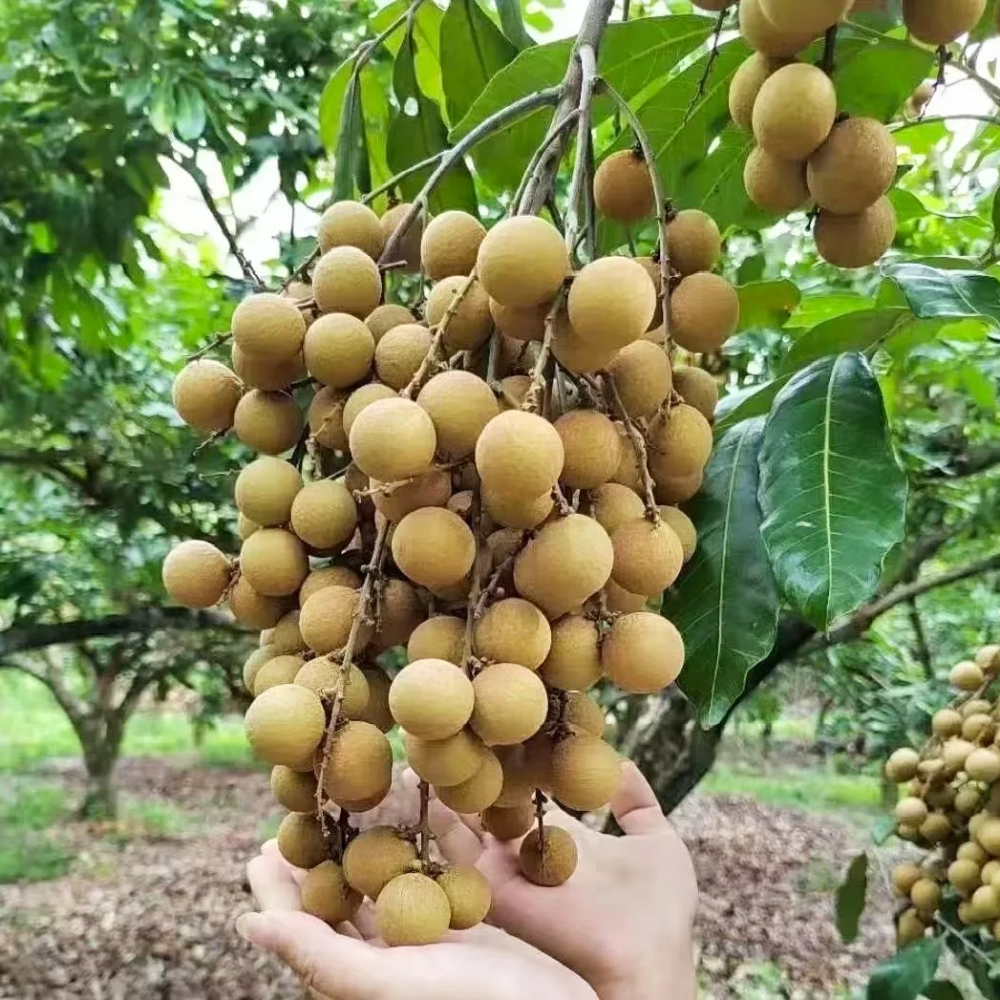 【乡村振兴】涵江"萩芦"牌龙眼真贵!理由是……买买买!