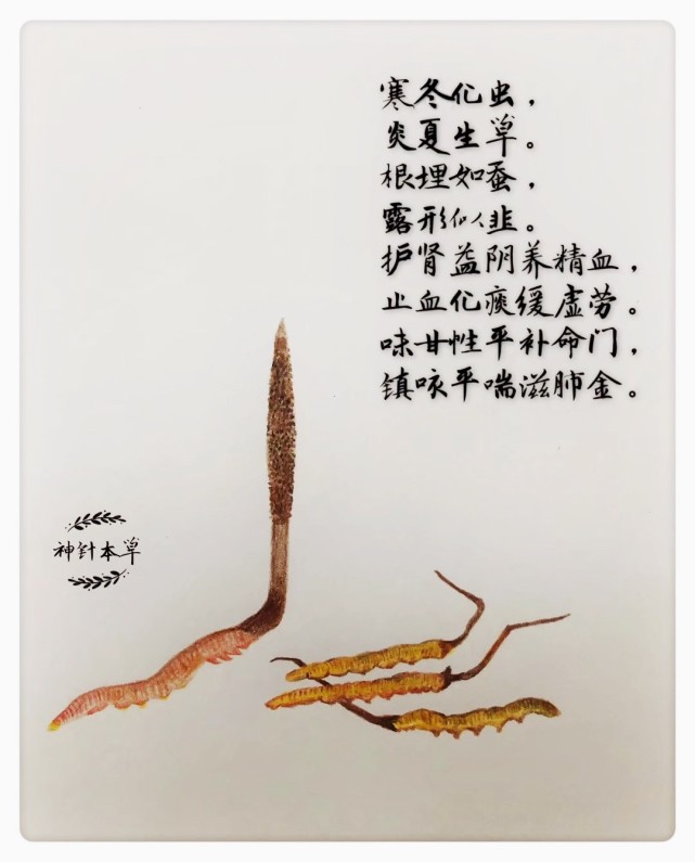 【图说本草】纤手绘百草——冬虫夏草