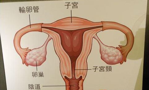 正常的子宫颈图片