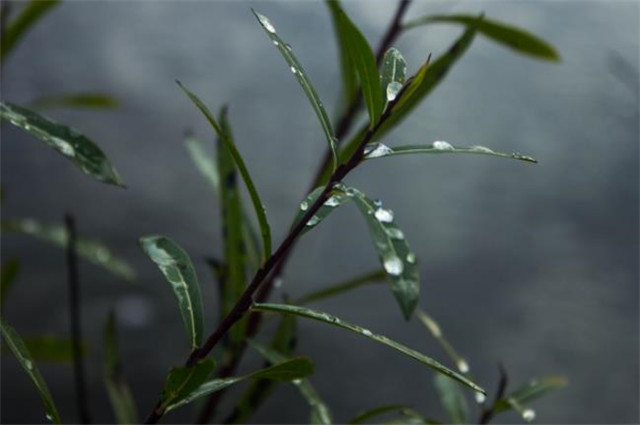 白露節氣白露古詩五首:秋草生庭白露時,故園諸弟益相思_騰訊新聞