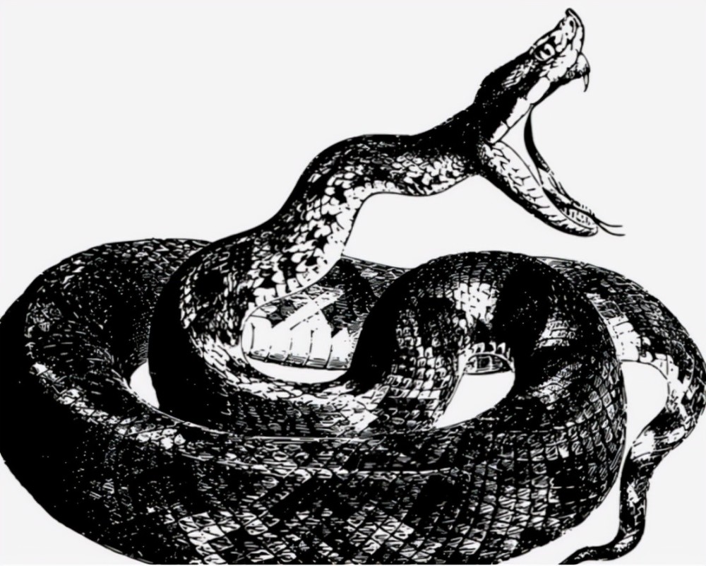 蟒蛇频繁进入人类生活区60多斤大蟒蛇偷吃鸡会伤害人吗