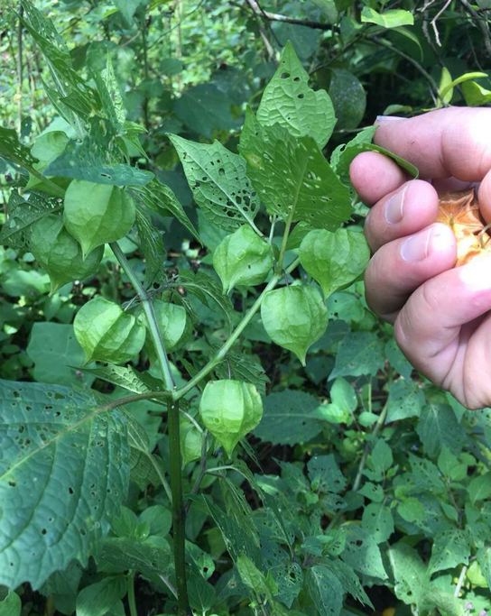 姑娘果除了生吃以外,也可以制作成果酱或者是蜜饯之类等食品,不仅仅是