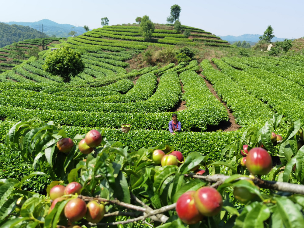 爱伲庄园""五一""金树咖啡""茶马史诗""中澳农科""那江那城"等24个