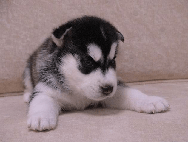 商家的奇葩操作:买哈士奇还送锅?半年后终于知道原因了