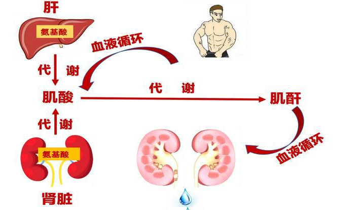 血肌酐和尿肌酐有什麼區別,哪個臨床意義大?