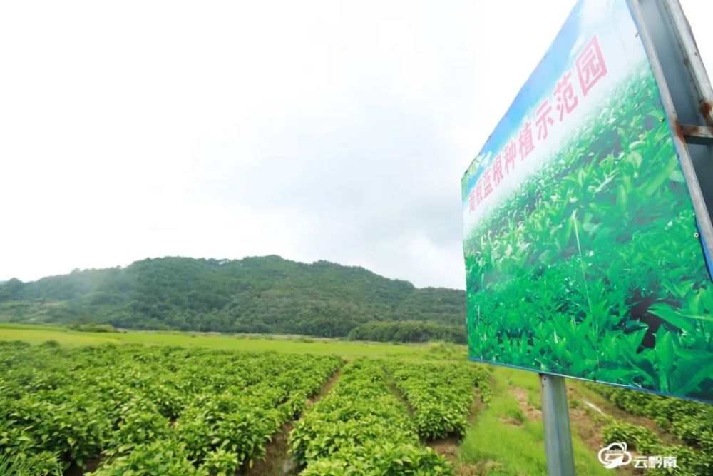 培育了铁皮石斛,无患子,艾纳香,太子参,板蓝根,白及等优势中药材品种