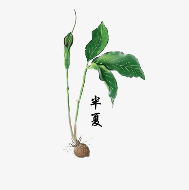 中药古今研究半夏