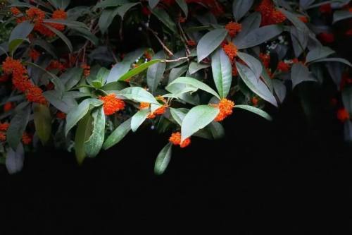 "pong香"是啥子香?去趟桂花巷就晓得了!