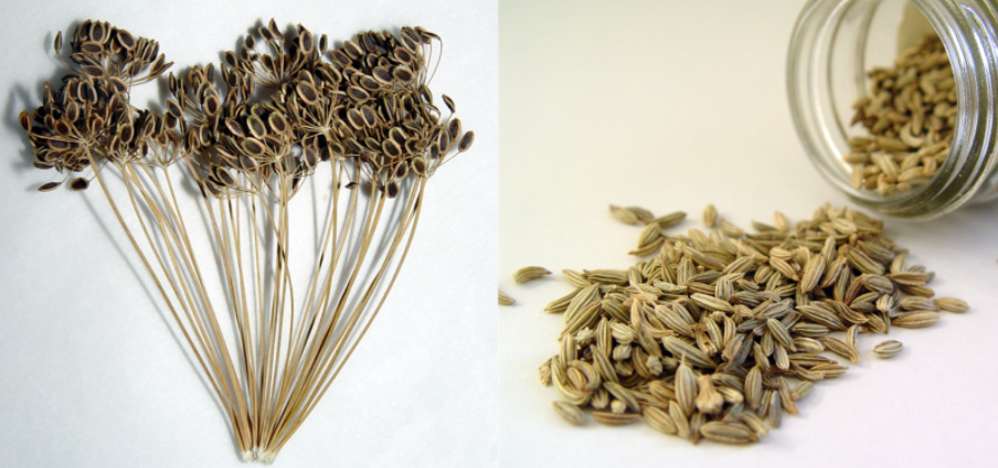 莳萝草披萨草迷迭香百里香到底都是干嘛的