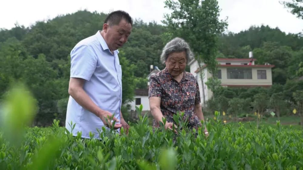 我是火炬手张淑珍让群众依托茶山致富是我的责任