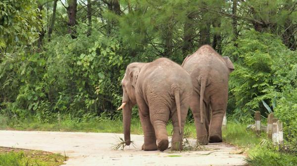 短鼻家族象群两兄弟萌萌哒的一天