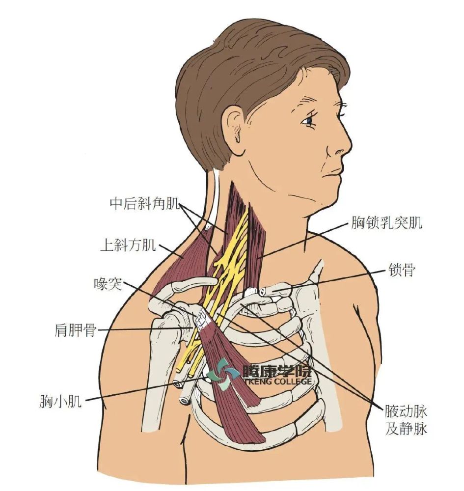 如果锁骨角低于胸锁关节水平,肩带会对神经丛产生牵引力量.
