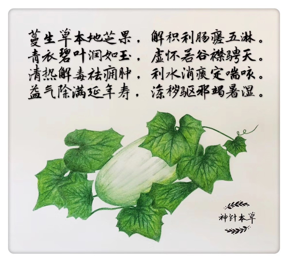 图说本草纤手绘本草冬瓜