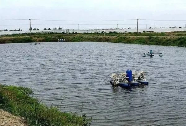 水产养殖消毒中,这些方法是最需要注意的!简单,实用!