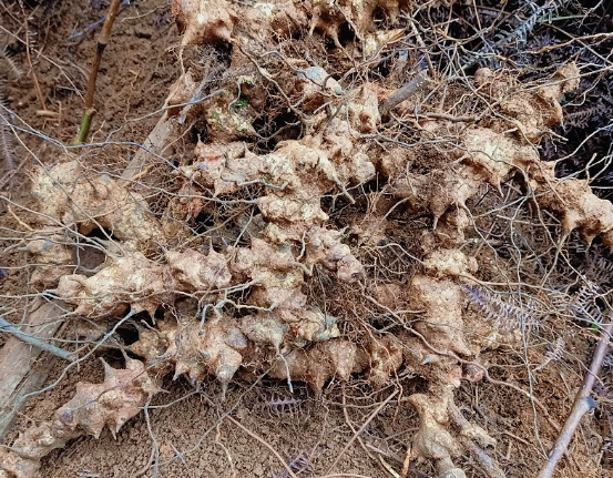 却曾当粮食充饥,酿酒更是一绝|金刚刺|石头|金刚藤|野菜