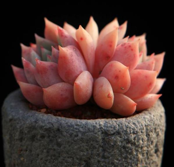 8种莲花座多肉每一种都是精品看一眼就入坑了你养过几种