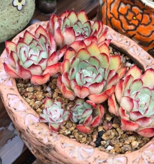 8种莲花座多肉每一种都是精品看一眼就入坑了你养过几种